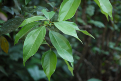 Neolitsea cassia